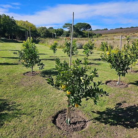 Die Heerenhuys Guest Suites Stellenbosch Eksteriør billede